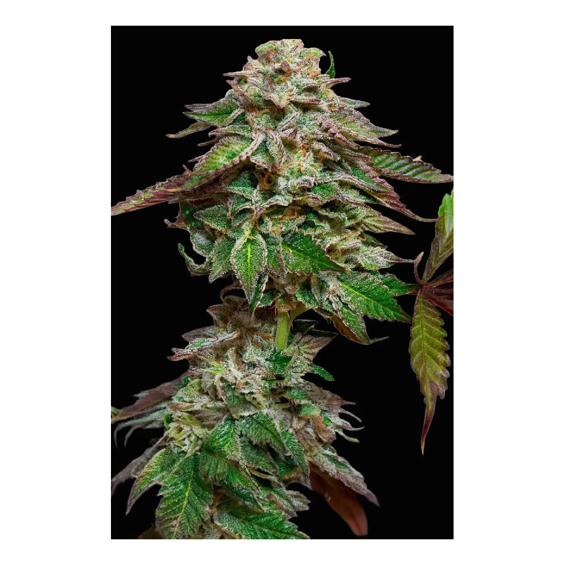 Blue Gem - Paradise Seeds