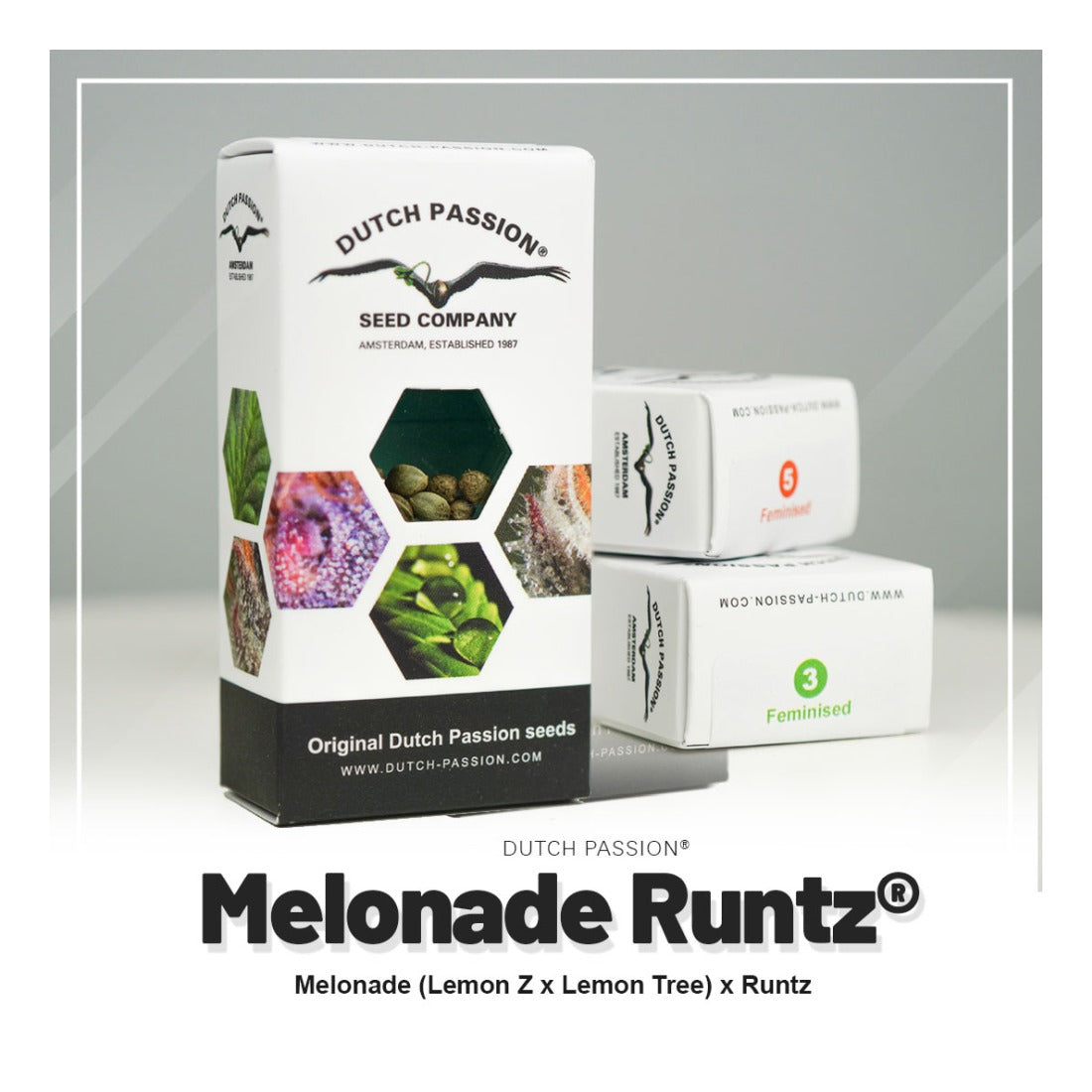 Melonade Runtz - Dutch Passion Hanfsamen