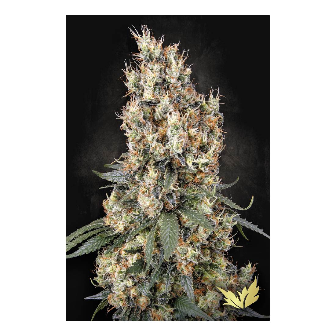 Mendocino Skunk - Paradise Seeds