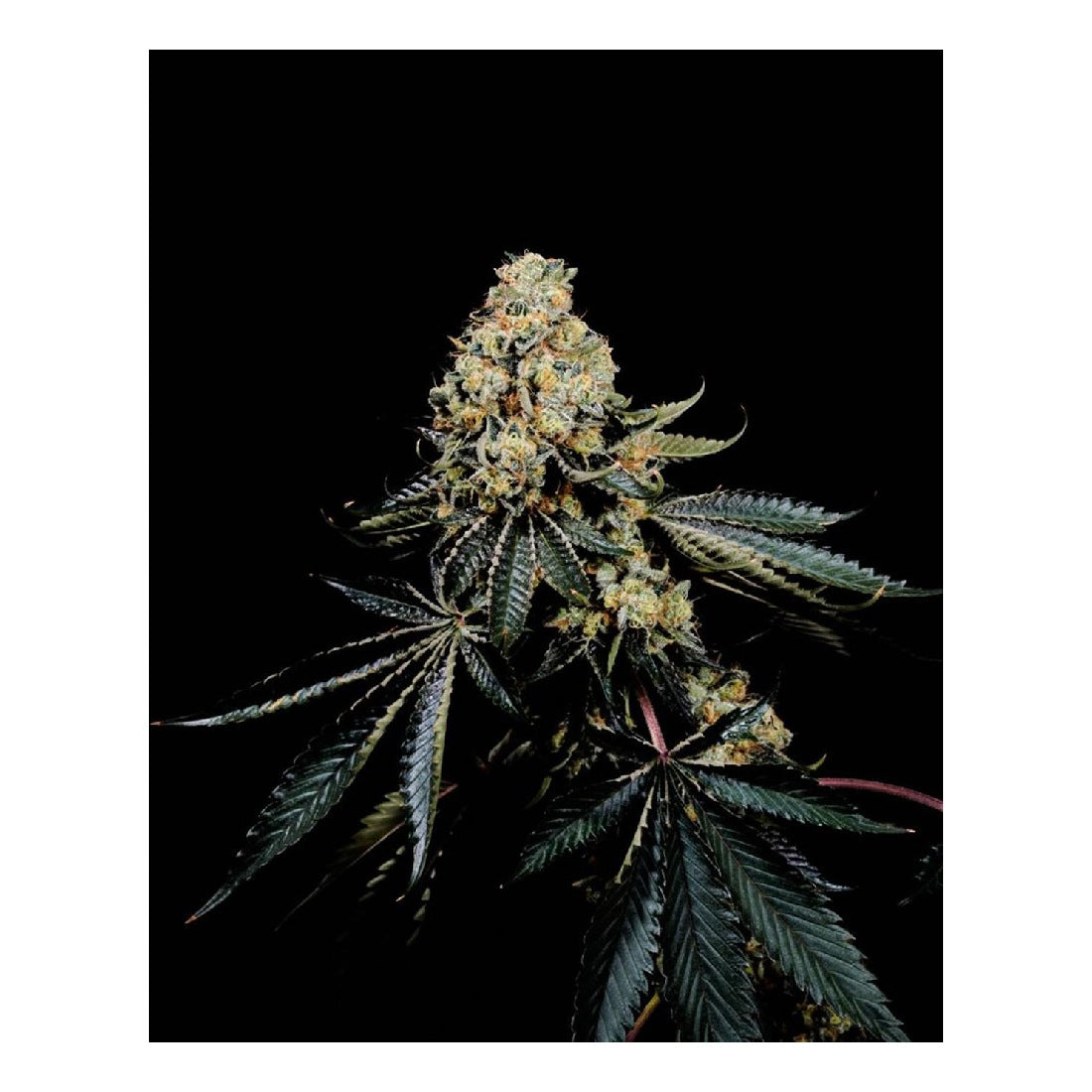 Pink Glue - Soma Seeds