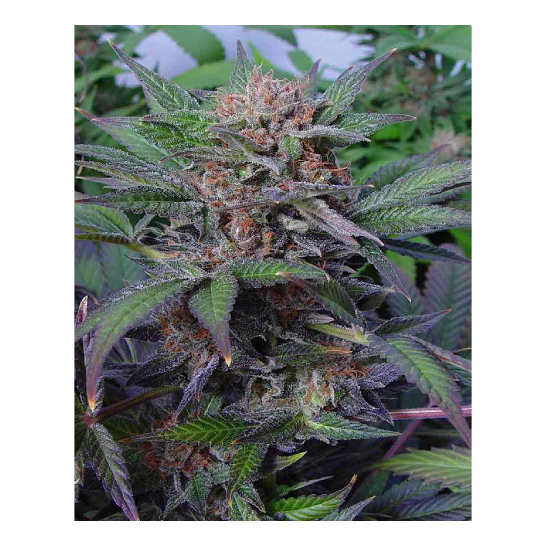 Somango - Soma Seeds