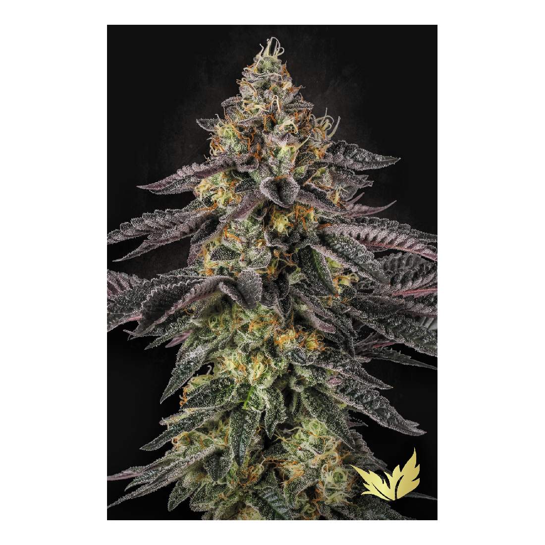 Sunset Paradise - Paradise Seeds