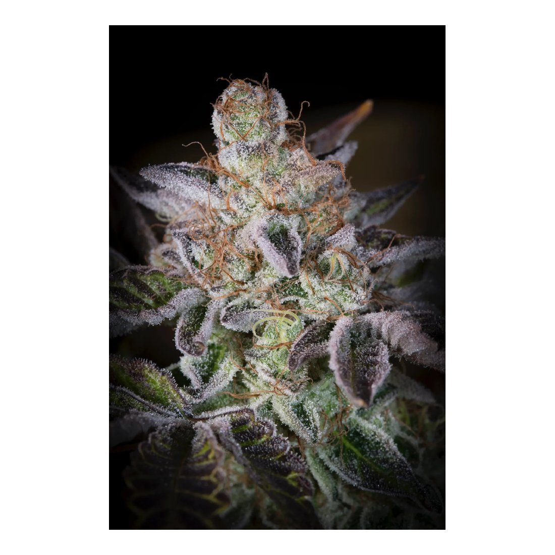 Sweetopia - Paradise Seeds