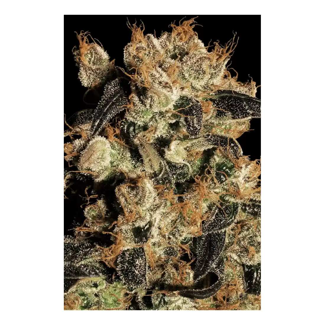 White Berry - Paradise Seeds