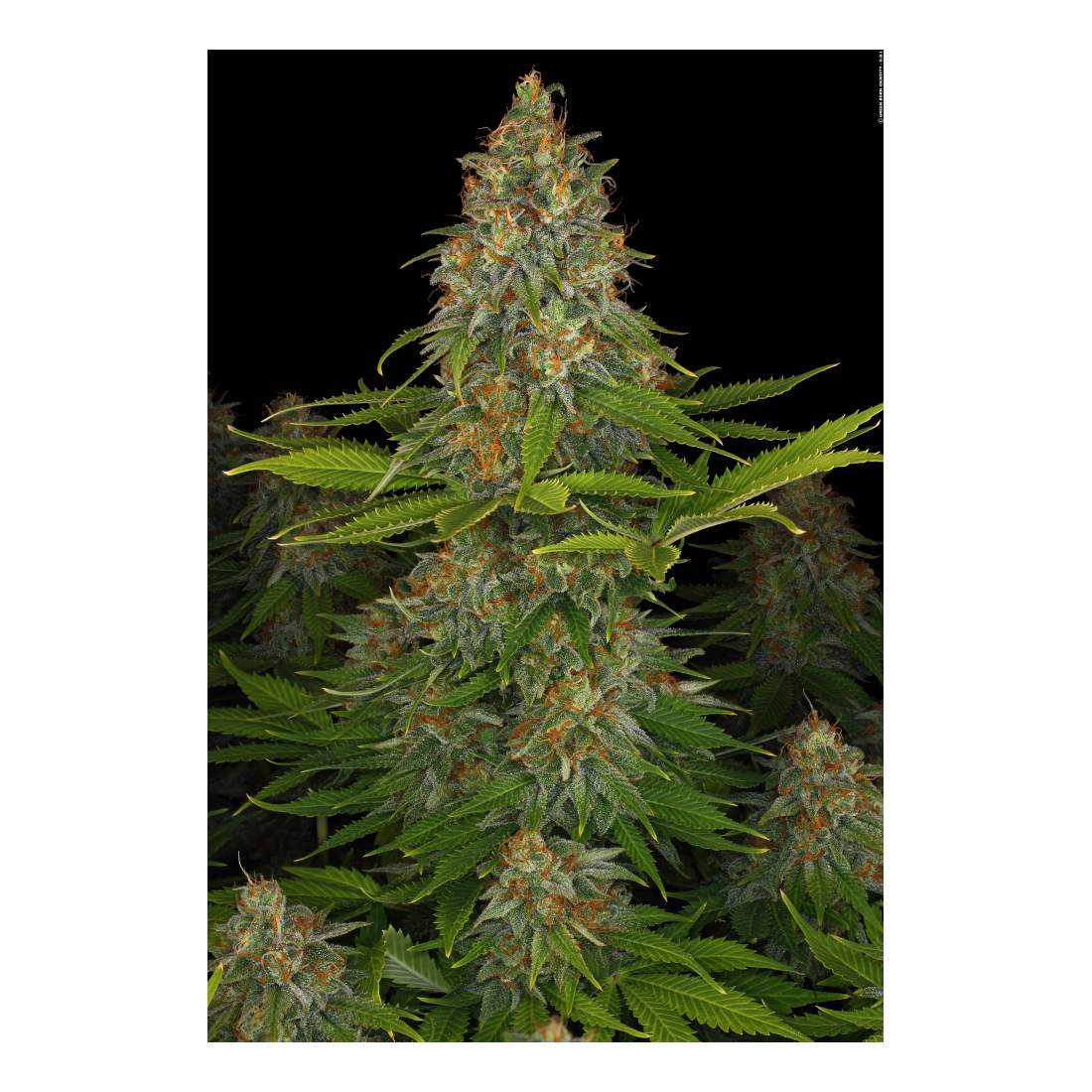 Strawberry AK - Serious Seeds