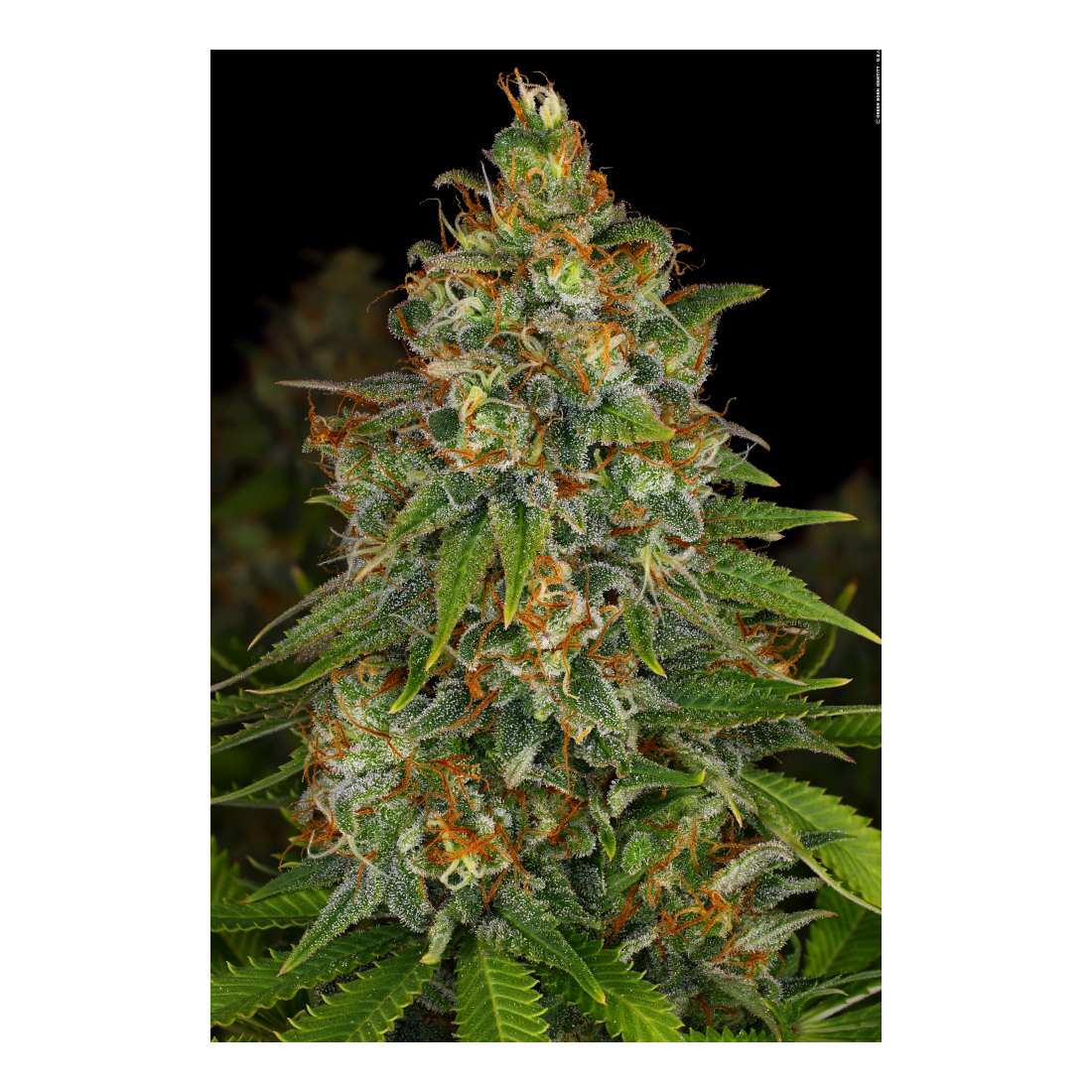 Strawberry AK - Serious Seeds